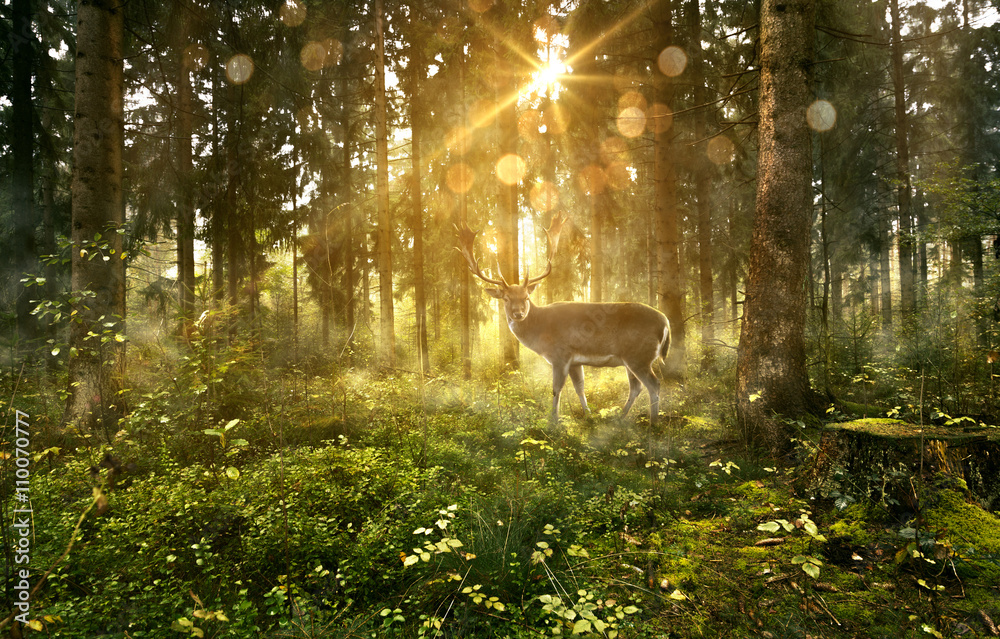 Obraz premium Jeleń w mglistym lesie