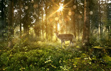 Hirsch in nebligem Wald