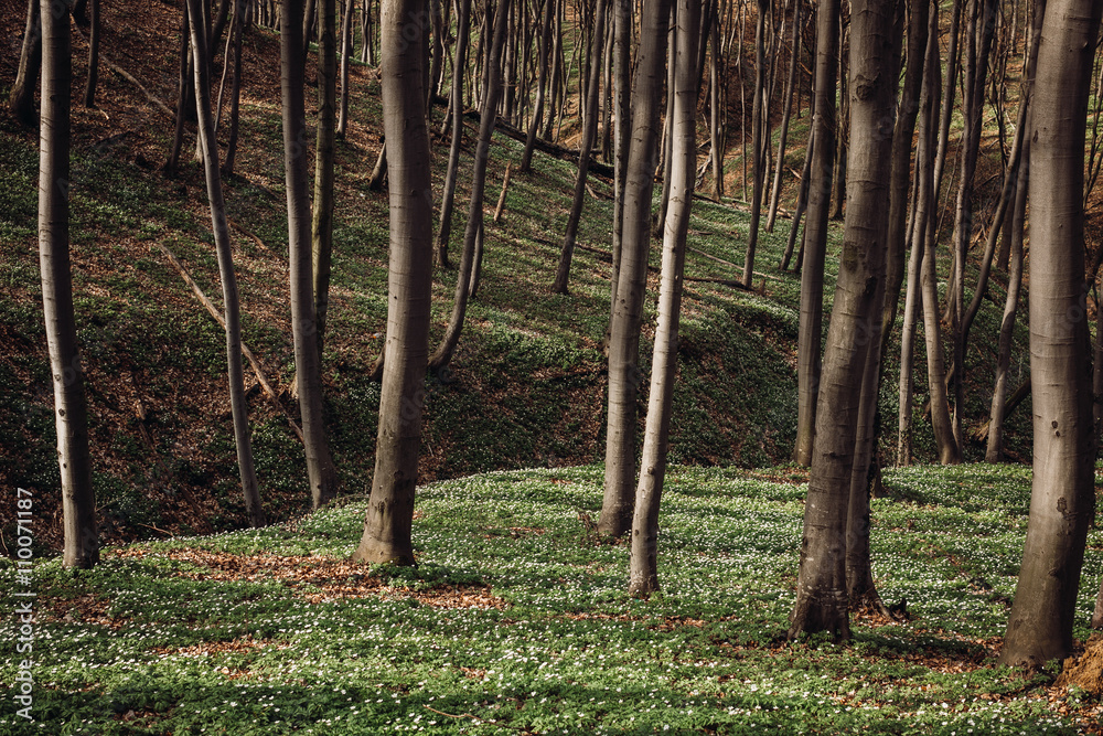 Obraz premium beautiful lawn middle of a large green forest