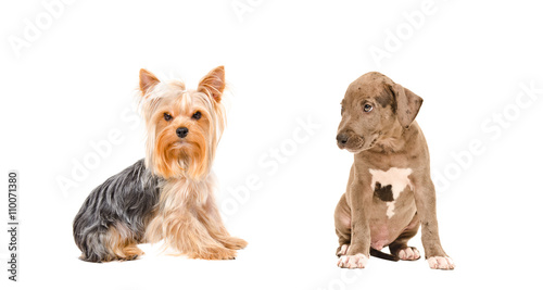 Fototapeta Naklejka Na Ścianę i Meble -  Yorkshire terrier and puppy Pit bull sitting together