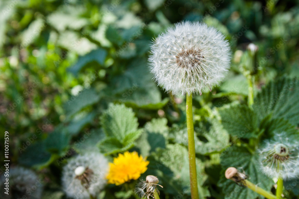 Dandelion grows day