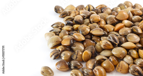 Group of clams on white background
