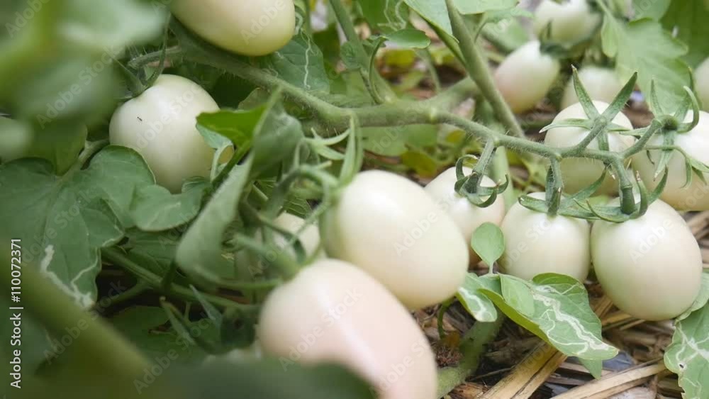 Green fresh tomatoes on tree branch Green fresh tomatoes on tree branch