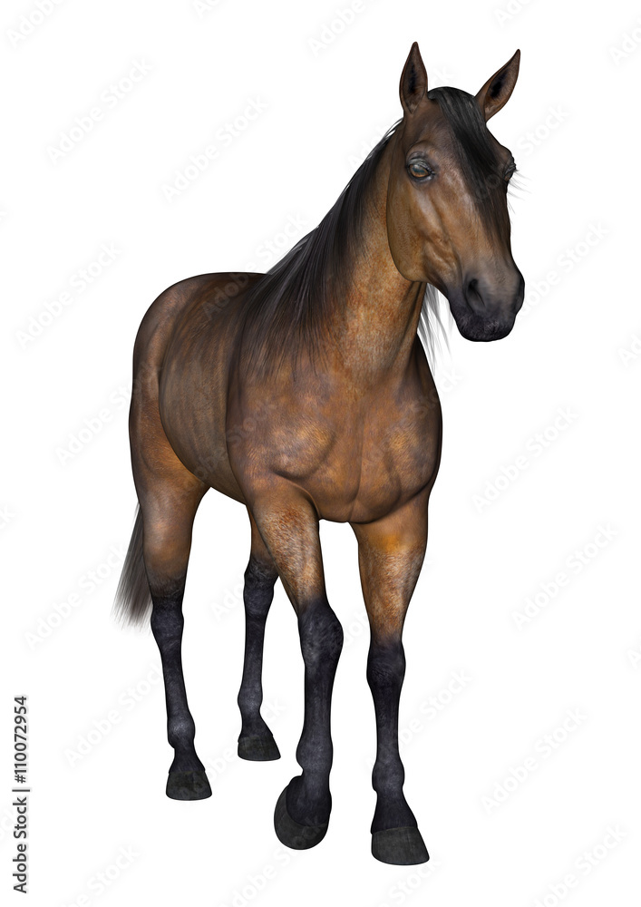 3D Rendering Bay Horse on White 3D Rendering Bay Horse on White