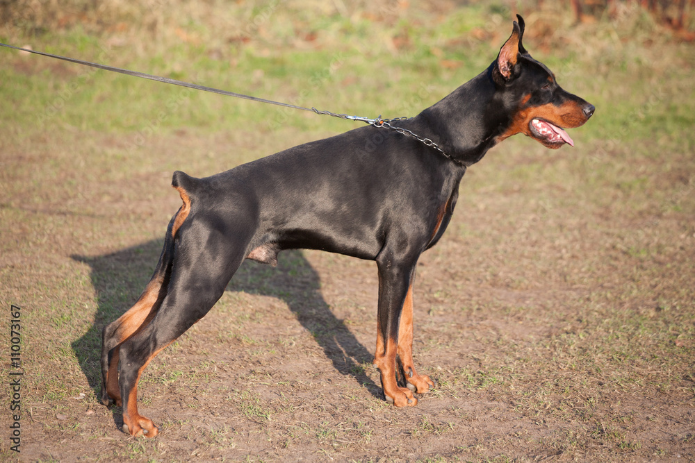 Dog breed Doberman. Dog breed Doberman.