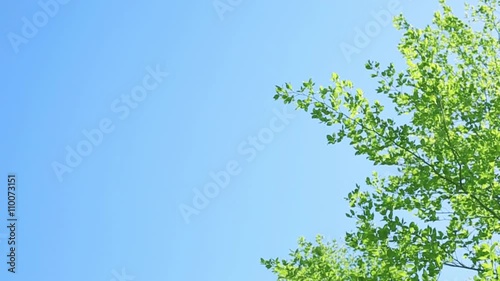 風に揺れる木