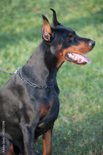 Dog breed Doberman.