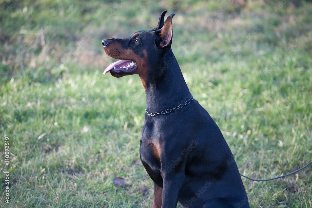 Dog breed Doberman.