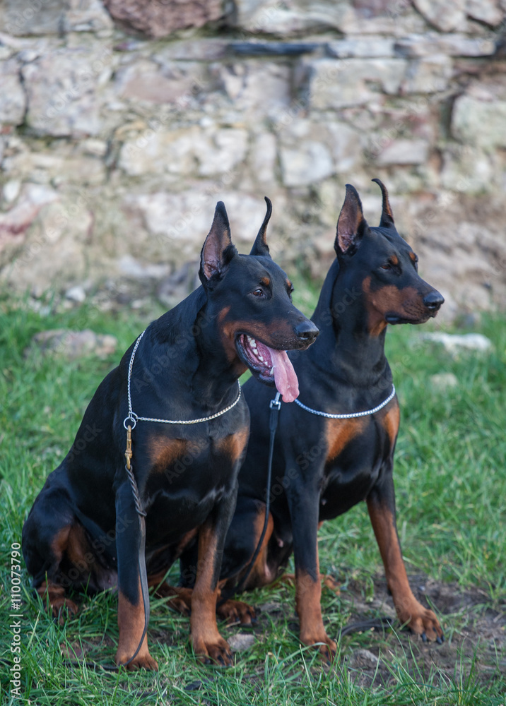 A pair of Doberman dog breed. Pedigree Dobermans.