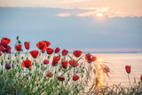 Poppies on the sea shore at sunrise