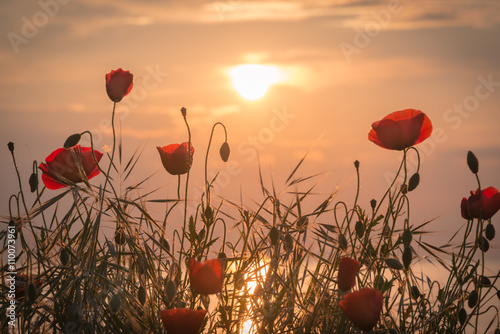 Fototapeta Naklejka Na Ścianę i Meble -  Poppies on the sea shore at sunrise