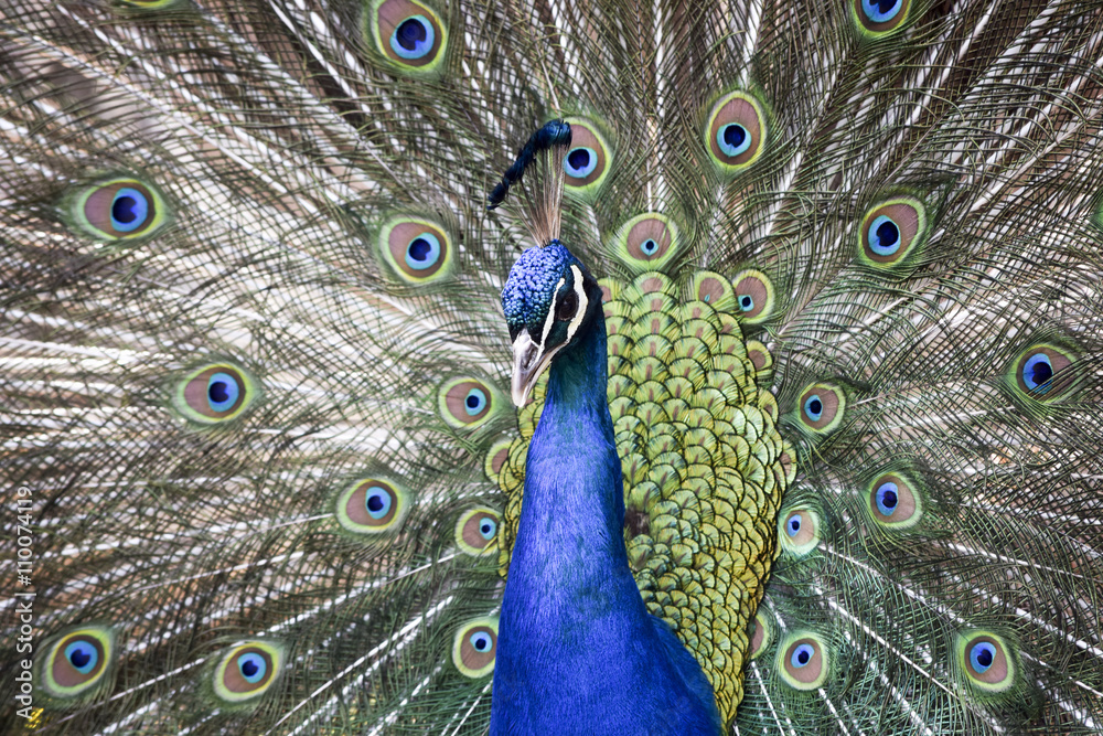 Obraz premium Peacock during mating season - Pfau während der Paarungszeit 