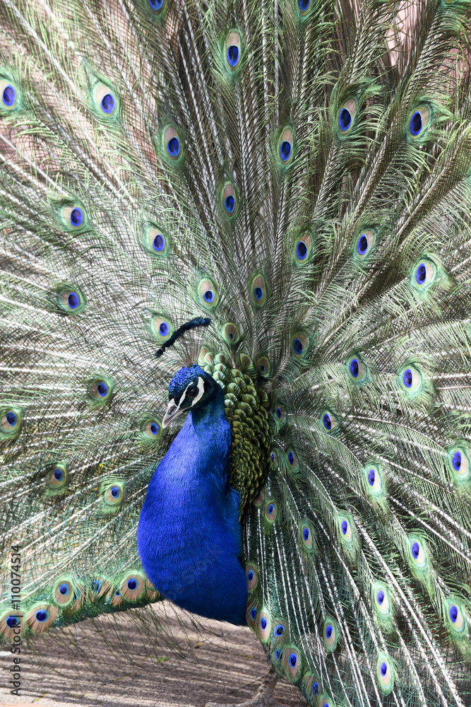 Naklejka premium Peacock during mating season - Pfau während der Paarungszeit