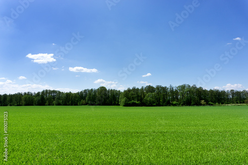 Green field and a blue sky
