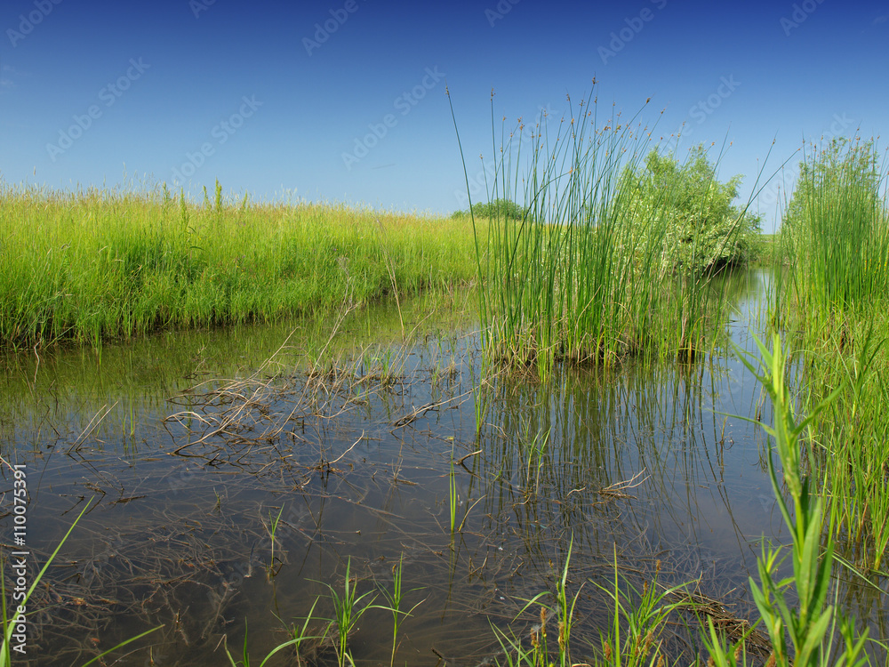 peat bog - the national park