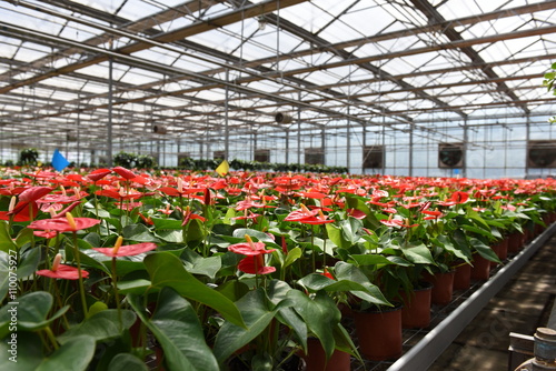 Anthurium flowers in the greeehouse