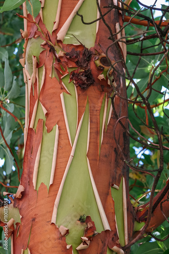 Pacific Madrona tree (Arbutus menziesii )