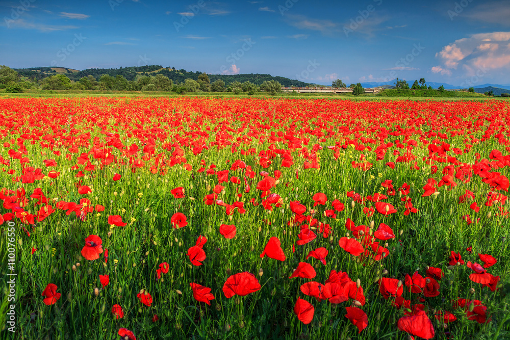 Stunning summer landscape with red poppy field