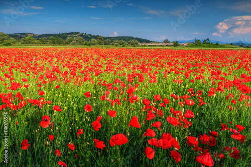 Stunning summer landscape with red poppy field © janoka82