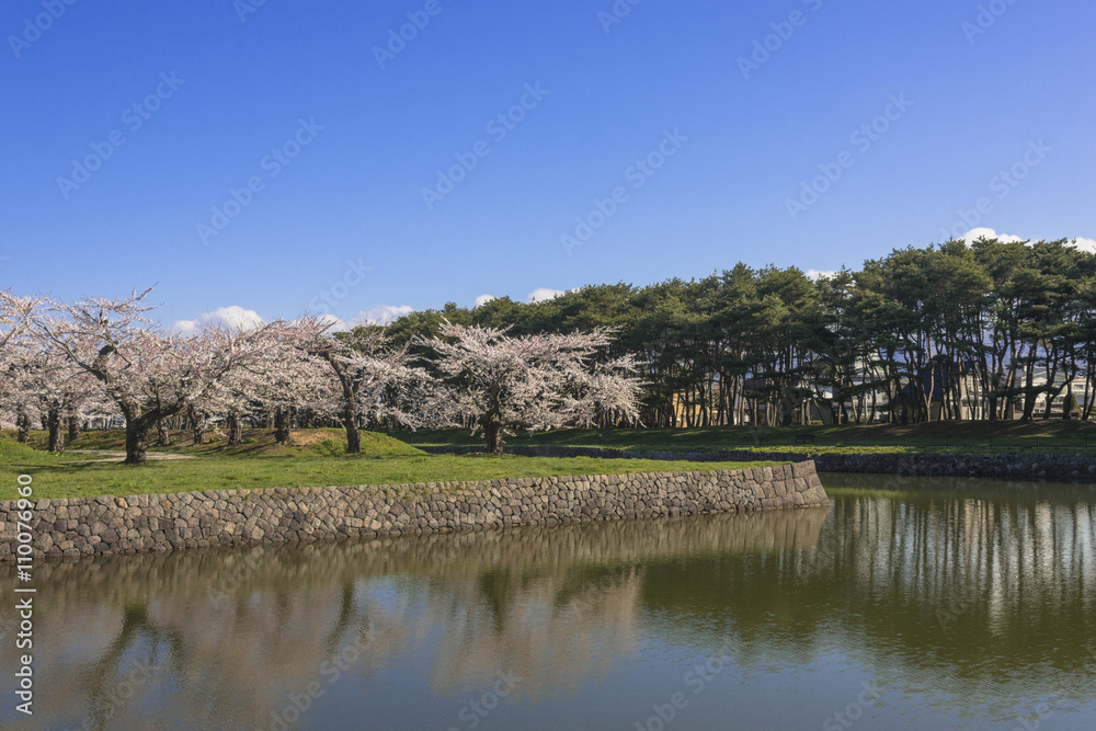 Fototapeta premium お堀沿いに咲く満開の桜の花