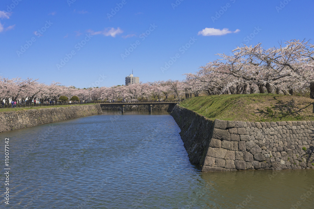 お堀沿いに咲く満開の桜の花