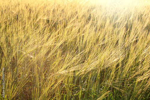 Background wheat field shine by bright sunlight