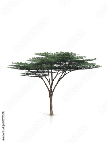 tree isolated white background