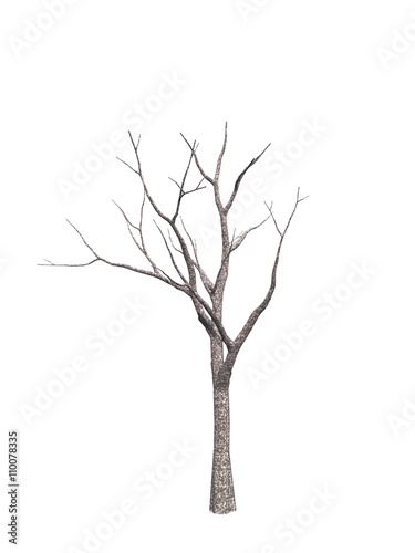 tree isolated white background