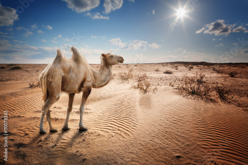 Bactrian camel in the desert
