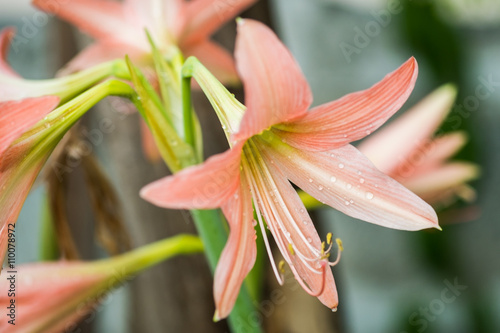 Hippeastrum Amaryllis. Hippeastrum Amaryllis big orange flowers