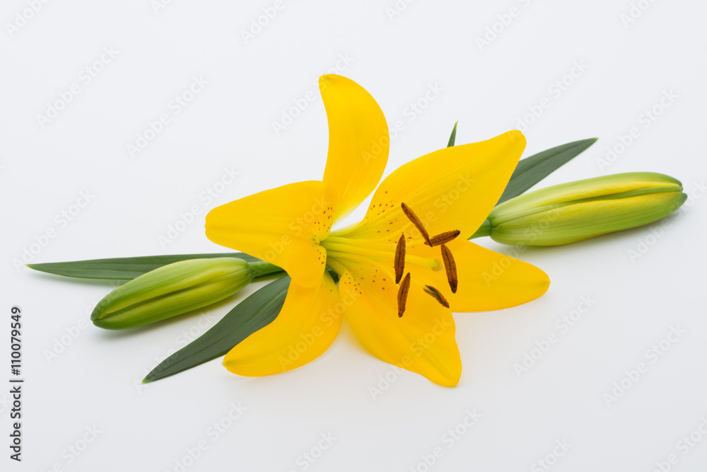 Lily flower with buds on a white background. Lily flower with buds on a white background.