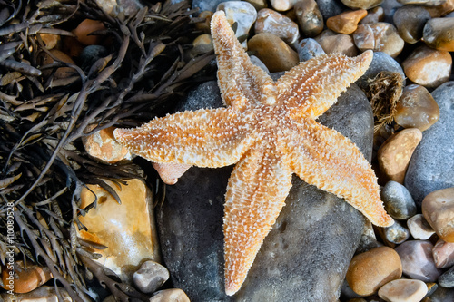 Vászonkép Common Starfish (Asterias Rubens) washed ashore at Dungeness