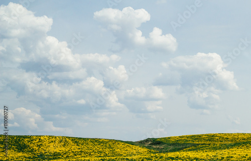 Желтое цветущее поле под красивыми облаками