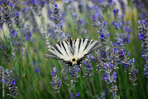 Cutlery butterflies on lavender flowers photo