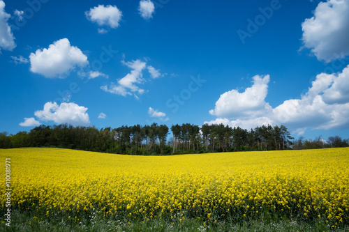Landschaft mit gelbem Rapsfeld