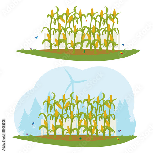 corn field behind a white fence.