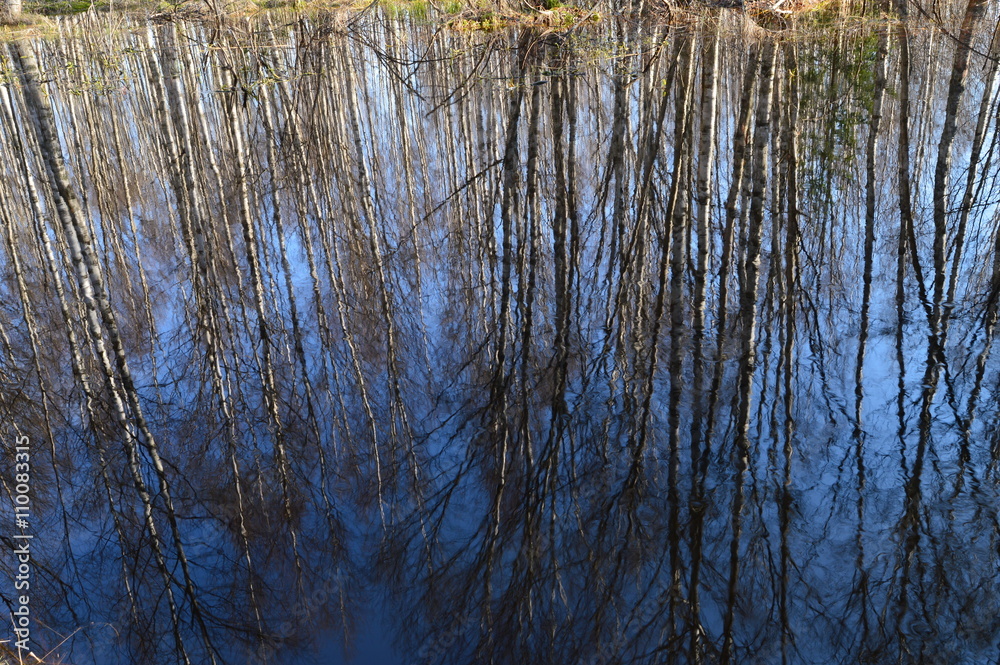 Water forest river with reflection of spring birch forest