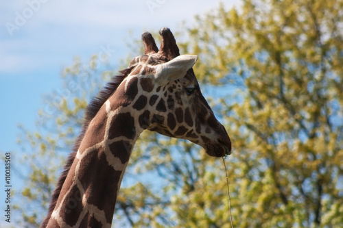 Proud beautiful giraffe