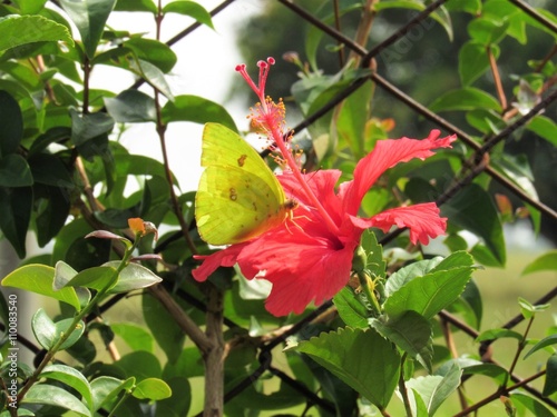 O hibisco e a borboleta por trás da grade. photo