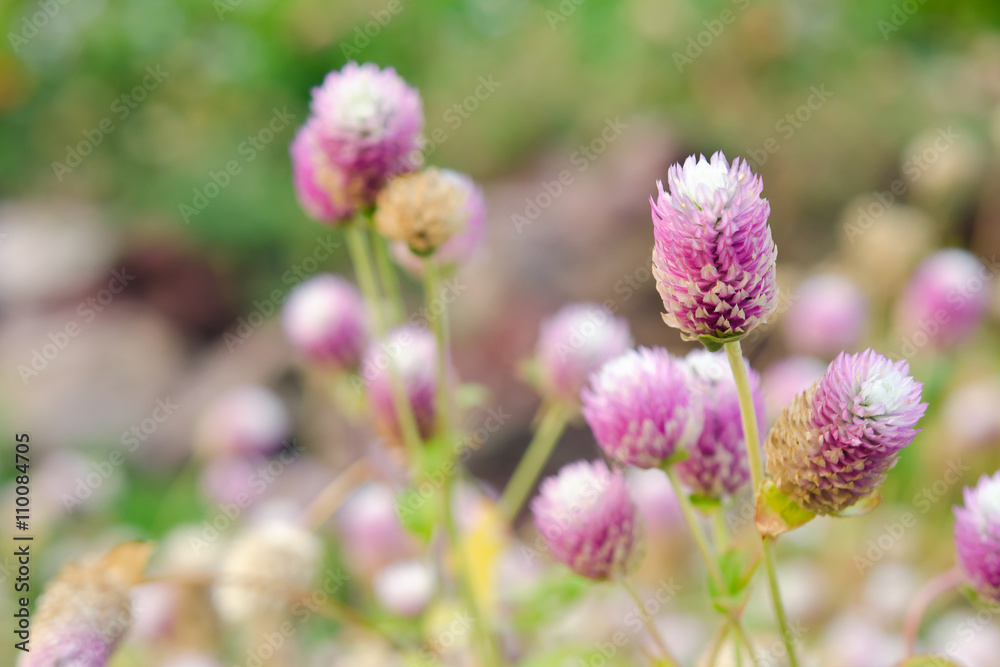 Globe Amaranth Flower with selective focus and blurred backgroun Globe Amaranth Flower with selective focus and blurred backgroun
