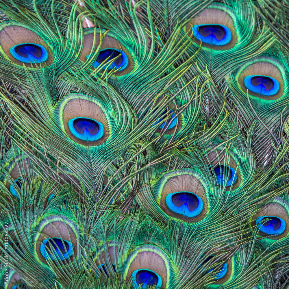 Fototapeta premium Colorful background of peacock feathers