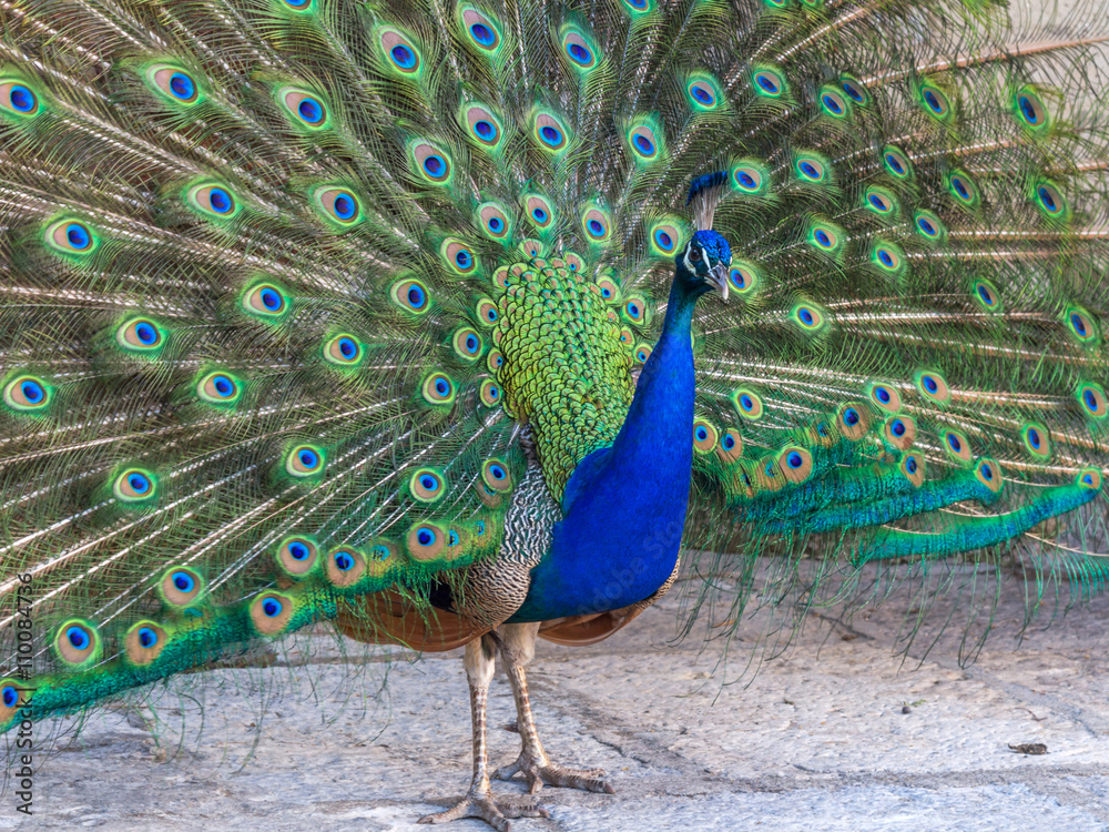 Obraz premium A beautiful male peacock with expanded feathers