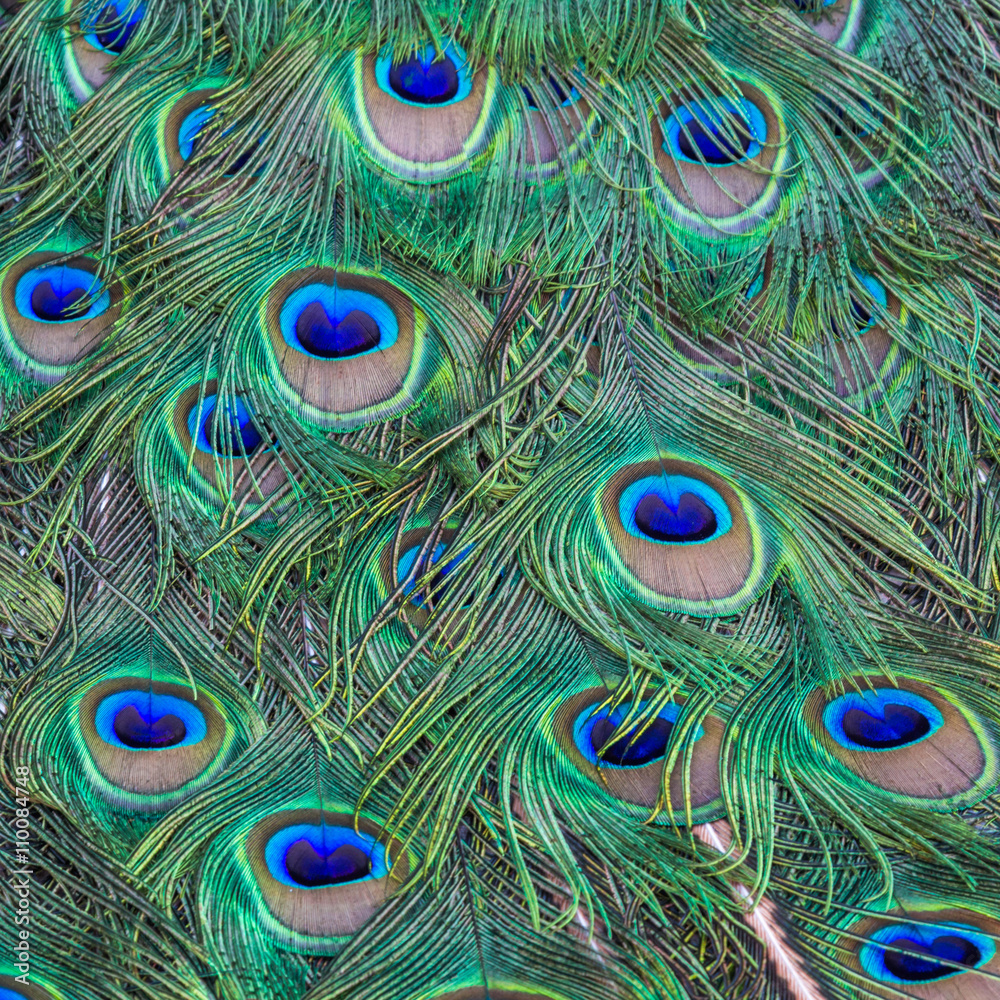 Fototapeta premium Colorful background of peacock feathers