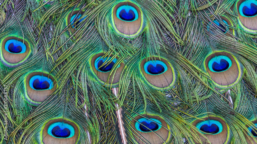 Fototapeta premium Colorful background of peacock feathers