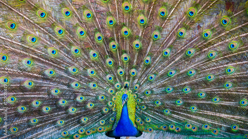 Naklejka premium A beautiful male peacock with expanded feathers