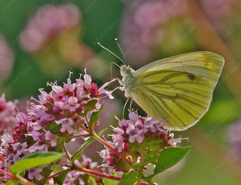 A green-veined white butterfly A green-veined white butterfly