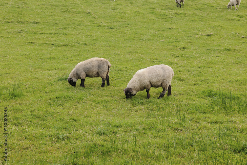 Two grazing sheep, Donegal, Ireland Two grazing sheep, Donegal, Ireland