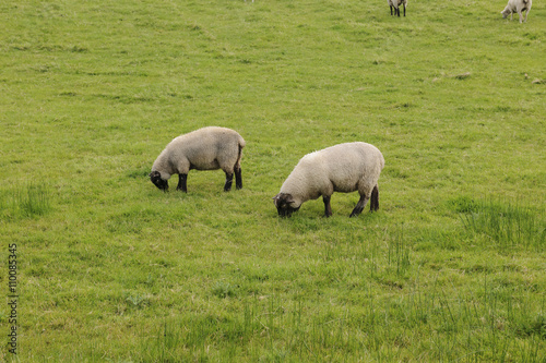 Two grazing sheep, Donegal, Ireland