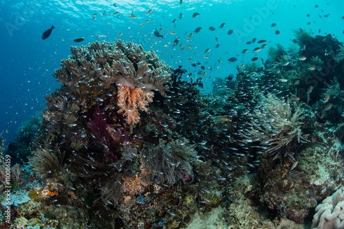 Indonesian Marine Biodiversity in Raja Ampat