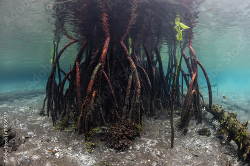Red Mangrove Prop Roots  © ead72